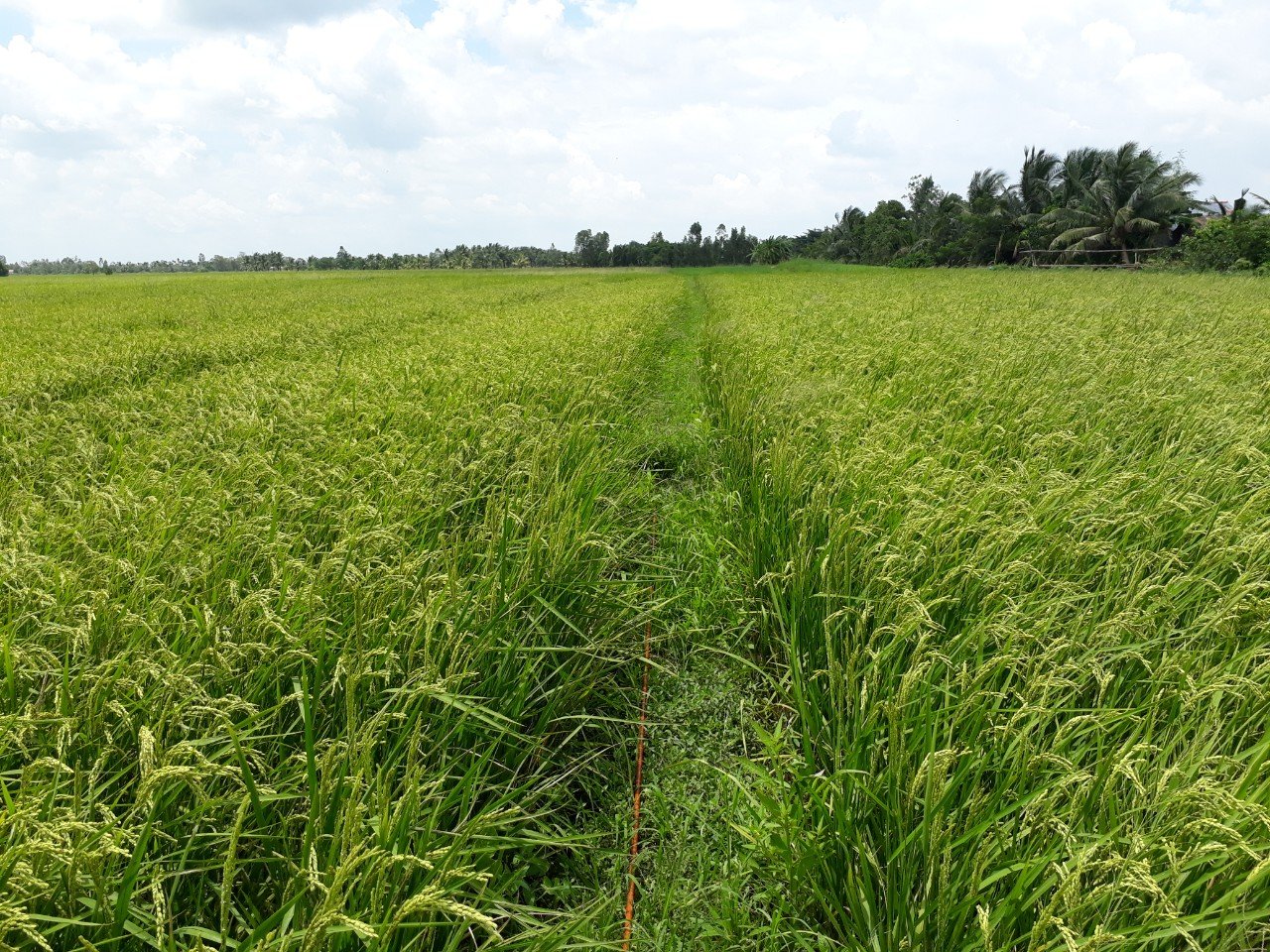 Project Estimation of greenhouse gas emissions on the current status of organic rice cultivation - A case study in Vung Liem district, Vinh Long province